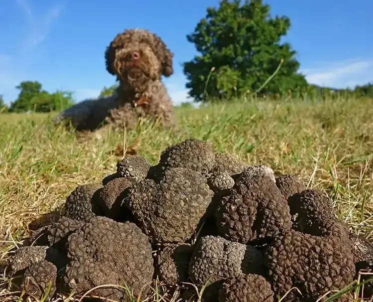 Truffle Treasure Hunting in Provence